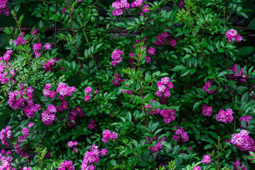 pink tea rose
