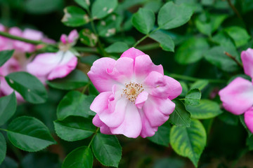exotic rare rose