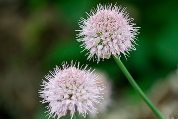 pink field flower