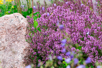 Obraz premium purple field flowers