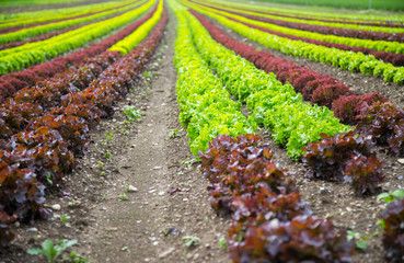 Acker mit reifem Kopfsalat, Landwirtschaft