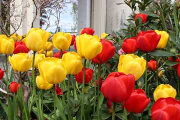 Flower tulip