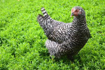 Gray and white striped  thoroughbred chicken close-up on a green meadow. Organic agriculture, free grazing of poultry. Farming.