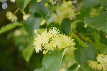 yellow linden flowers, natural summer landscape, honey plant, medicinal plant