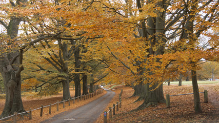 Autumn Scenery in Kent