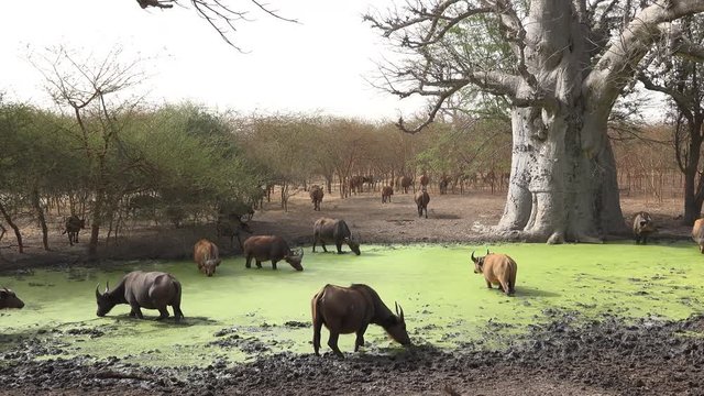 African or cape buffalo herd in the water - Africa