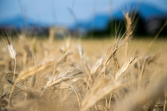 Erntereifes Getreide auf Feld, Landwirtschaft und Ackerbau