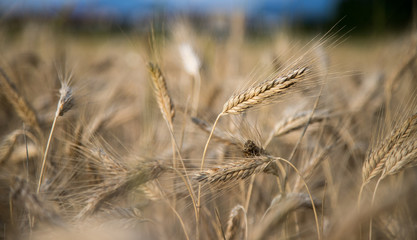 Erntereifes Getreide auf Feld, Landwirtschaft und Ackerbau