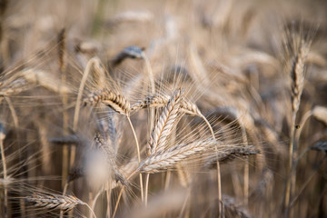 Erntereifes Getreide auf Feld, Landwirtschaft und Ackerbau