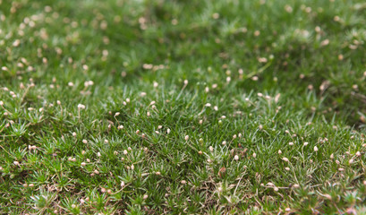 Small white flowers in green grass