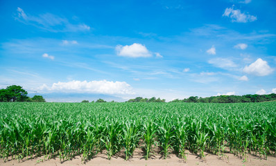 青空ととうもろこし畑