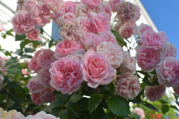 Rosen am Circus, Rosenstadt Putbus auf Rügen