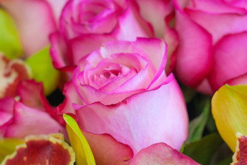 Bouquet of pink roses as background. Close up