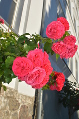 Rosen am Circus, Rosenstadt Putbus auf Rügen