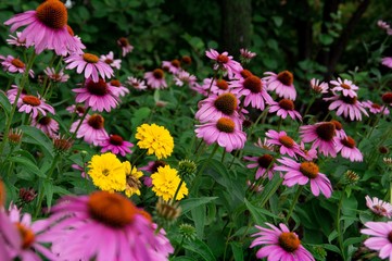 Flower bed of pink cone flowers with single yellow marigold plant in center