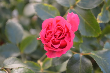 Rosen am Circus, Rosenstadt Putbus auf Rügen