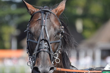 Obraz premium cheval de courses