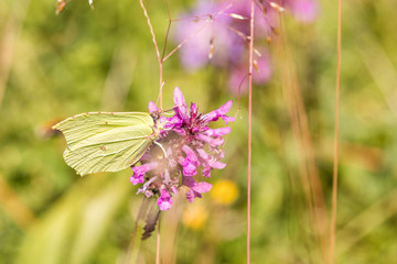 Macro of a common brimstone on a  common hedgenettle