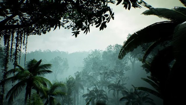 Timelapse view over a beautiful lush green jungle. 4K