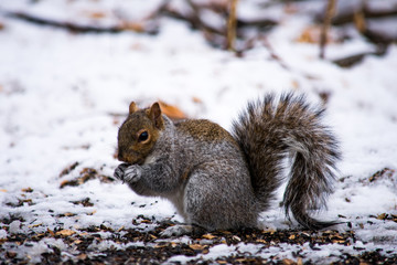 Fototapeta premium A cute squirrel eating food in the middle of the snow in winter