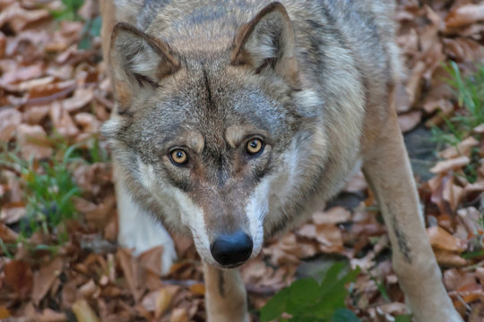 Portrait of Gray Wolf (Canis lupus) in autumn in the forest
