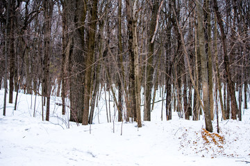 Fototapeta premium Snow surrounding brown trees in a forest in winter