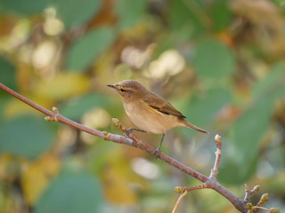 Common Chiffchaff (Phylloscopus collybita) in the forest