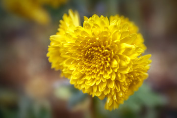 yellow chrysanthemum
