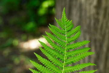 natural texture one green leaf of a fern closeup