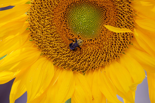 Sunflower Plants with a Bee 3