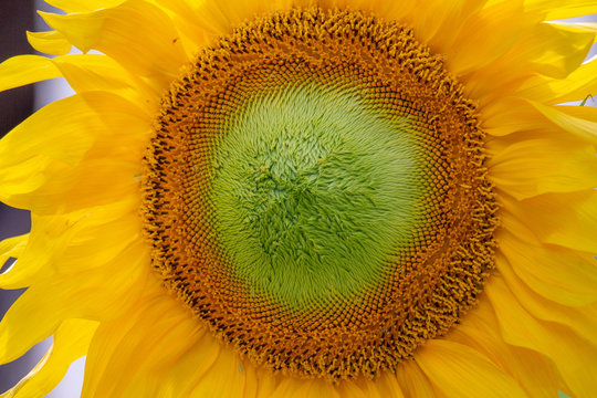 Sunflower Plant Yellow and Green
