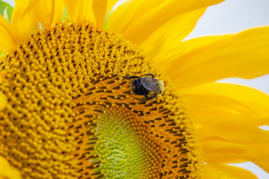 Sunflower Plants with a Bee 2