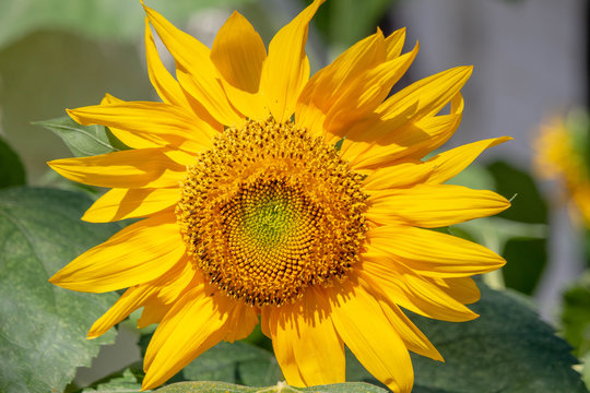 Sunflower Plant in the Summer