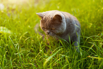 Naklejka na ściany i meble Portrait of a british shorthair cat in the garden in the backlight.