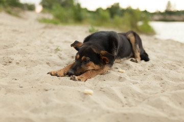 Mutt puppy laying on the sand at the dog beach