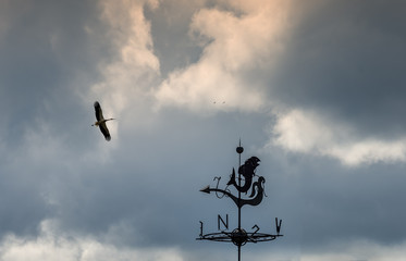 Obraz premium Silhouette of weather vane with decorative metallic fish. Concept of weather forecasting 