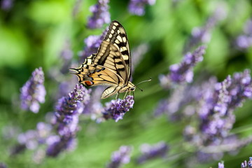 Fototapeta na wymiar Summer hot dance of butterfly swallowtail on a lavender field in sunny day 