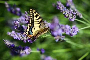 Summer hot dance of butterfly swallowtail on a lavender field in sunny day 