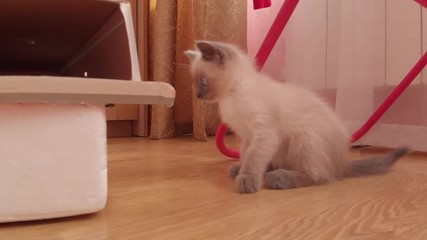 Curious little kitten