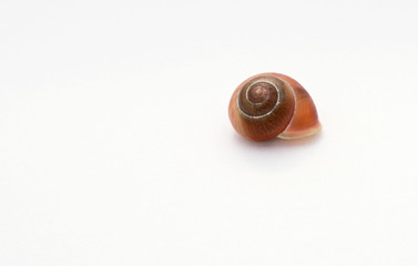 Brown shell with small veins isolated on white background. Decoration. It belonged to small snail. 