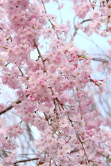 桜116