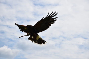 Falcon