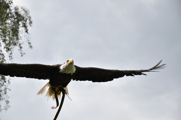 Eagle