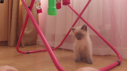 Curious little kitten