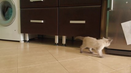 Curious little kitten