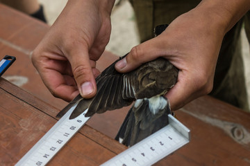 Ornithologist's work, bird watching.