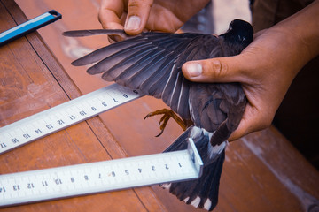 Measuring the wing of a bird.