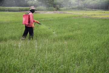 Farmers are spraying pesticides in the fields.