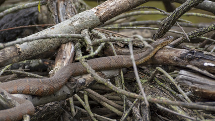 A red and brown Northern Water Snake slithers among a pile of dead branches in a Virginia wetland.
