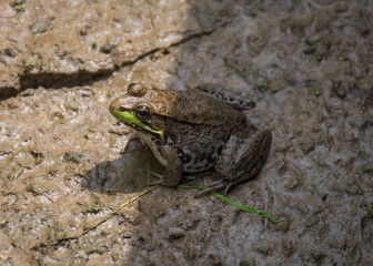 A spotted brown frog with green accents basks in the sunlight in a wet and muddy Virginia wetland.